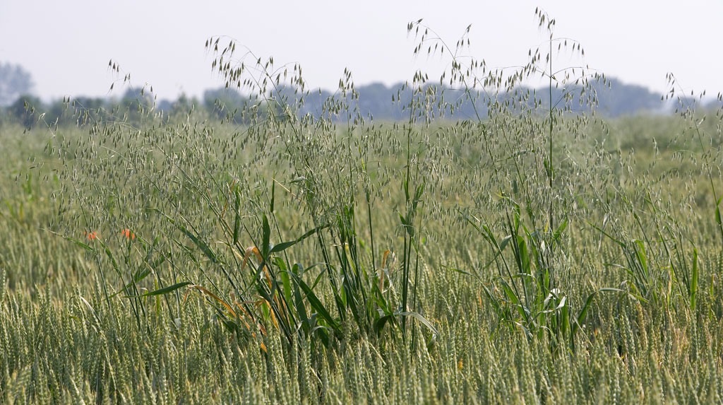 Civada coiola dins un camp de blat